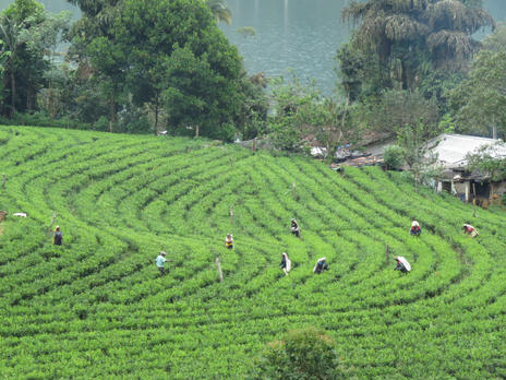 Tea plantations Ella Sri Lanka