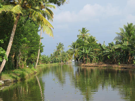 The Kerala back waters