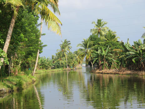 The Kerala back waters