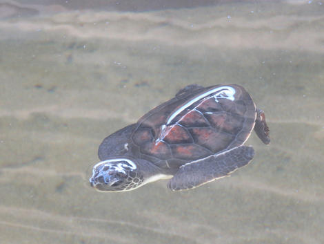 Hikkaduwa turtle Hatchery