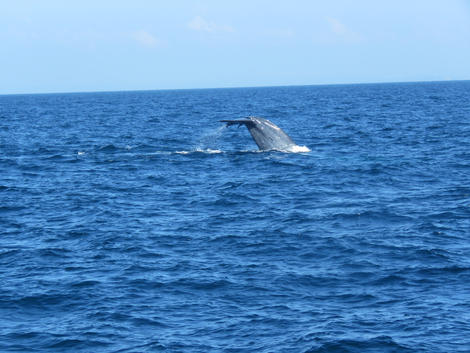 Whale watching in Mirissa